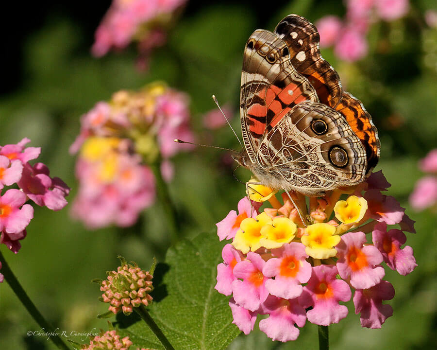 Painted Lady on Lantana, High Island, Texas