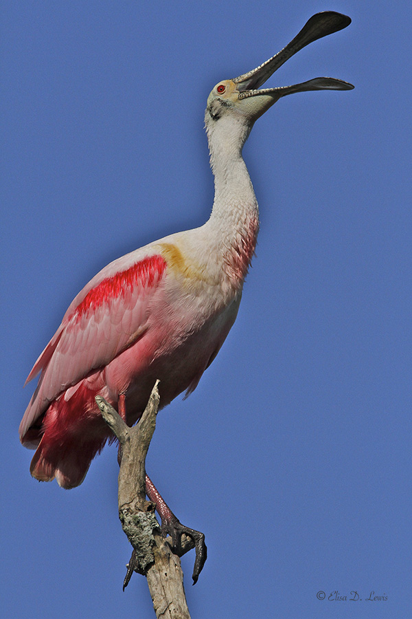 Bugling Roseate Spoonbill at The Rookery on High Island, Texas