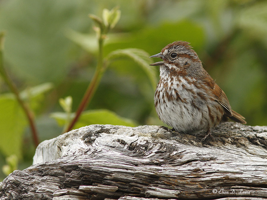 Song Sparrow singing on a driftwood perch along Kalaloch Beach, Olympic National Park, Washington