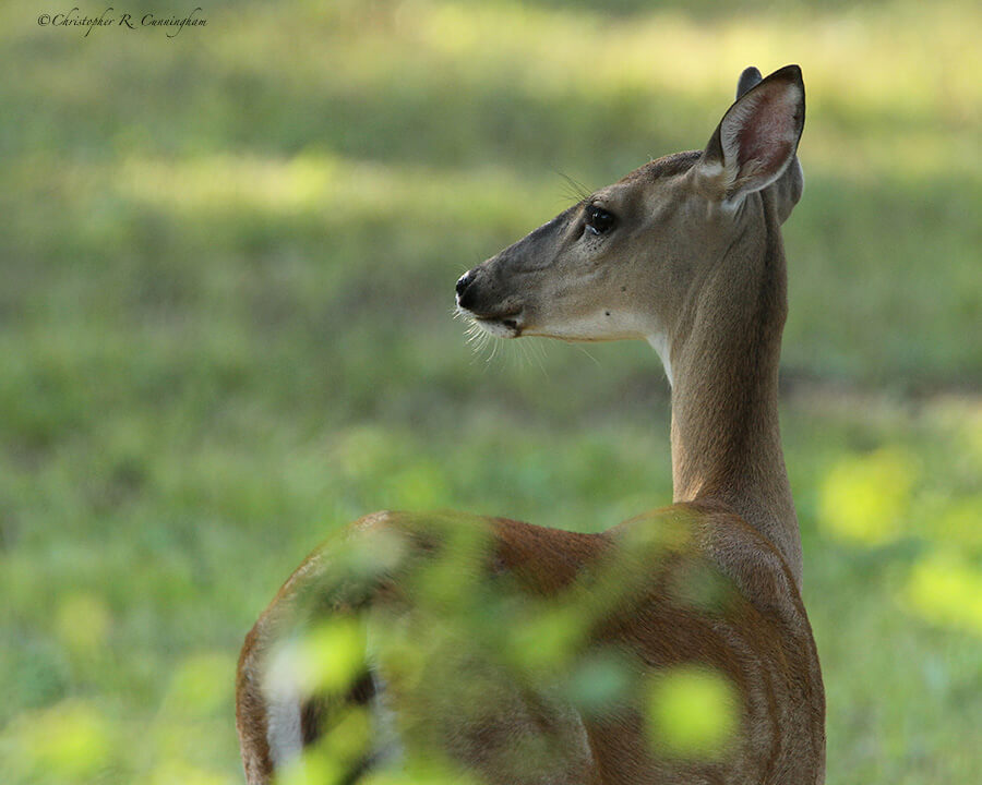 White-Tailed-Deer, Brazos Bend State Park, Texas