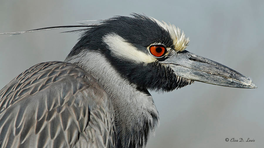 Portrait of a Yellow-crowned Night Heron (c) Elisa Lewis