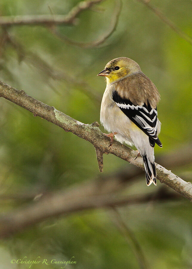 American Goldfinch at the Edith L. Moore Sanctuary, Houston.