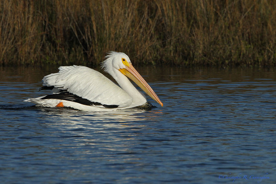 American White Pelican at Freshwater Ponds Trail, Galveston Island State Park