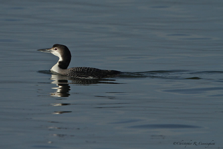 Common Loon at Texas City Dike