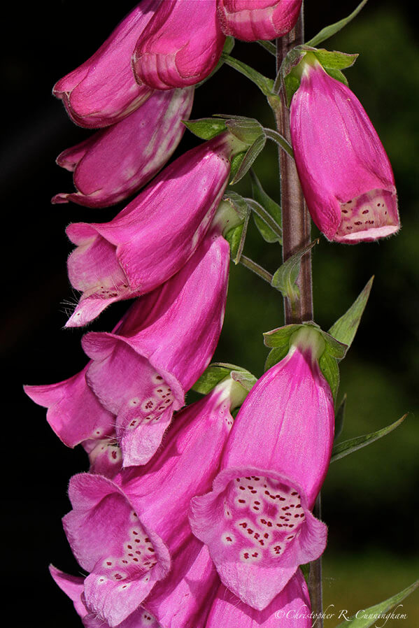 Digitalis at Olympic National Park, Washington