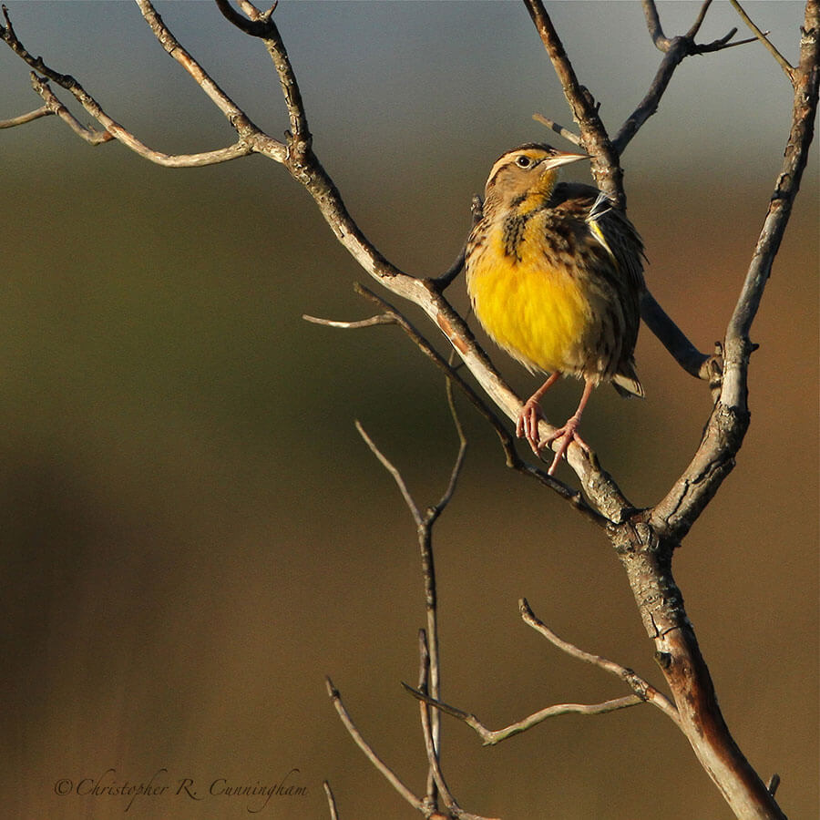 Eastern Meadowlark at Galveston Island State Park, Texas