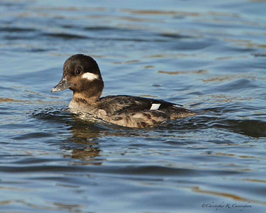 Female Bufflehead at Hans and Pat Suter Wildlife Park, Corpus Christi, Texas.