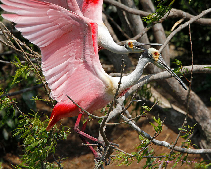 Fussing Roseate Spoonbills at Smith Oaks Rookery, High Island, Texas