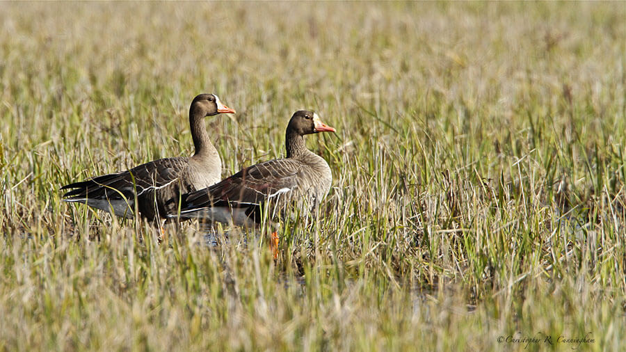 Greater White-fronted Geese at Skillern Tract, Anahuac National Wildlife Refuge