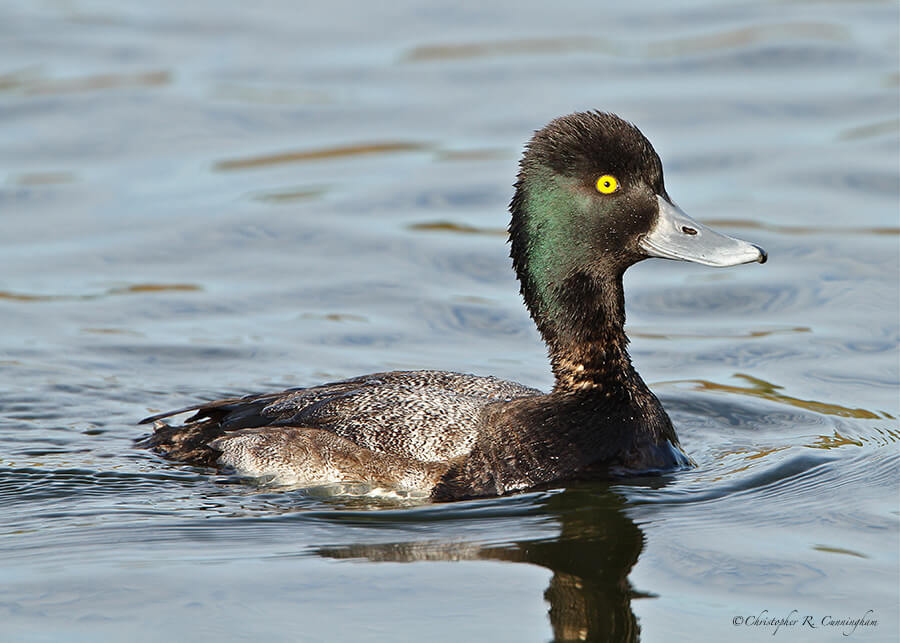 Male Greater Scaup at Hans and Pat Suter Wildlife Park, Corpus Christi, Texas