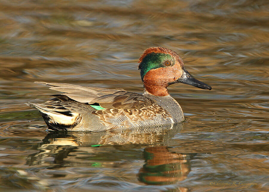 Male Green-winged Teal at Hans and Pat Suter Wildlife Park, Corpus Christi, Texas