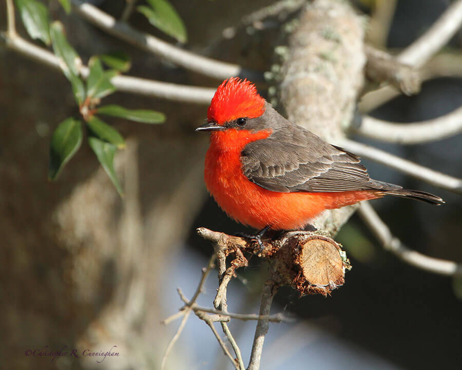 Male Vermilion Flycatcher at Anahuac National Wildlife Refuge, Texas