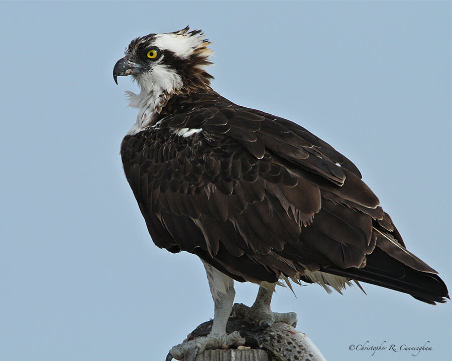 Osprey at Indian Point Park, Corpus Christi, Texas