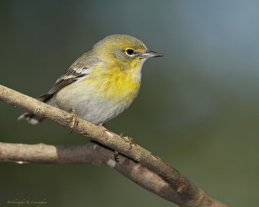 Pine Warbler at the Edith L. Moore Nature Sanctuary