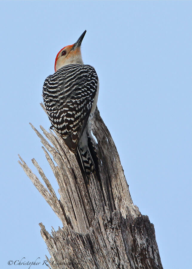 Red-bellied Woodpecker at Edith L. Moore Sanctuary, Houston, Texas