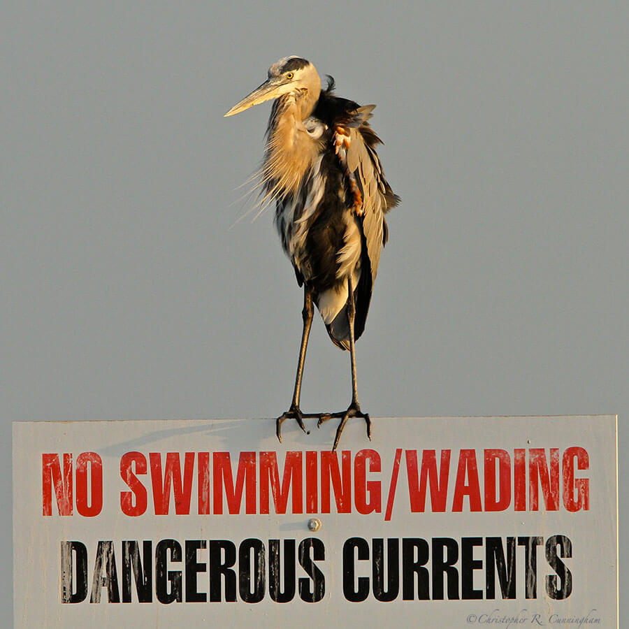 Great Blue Heron on sign at East Beach, Galveston, Texas.