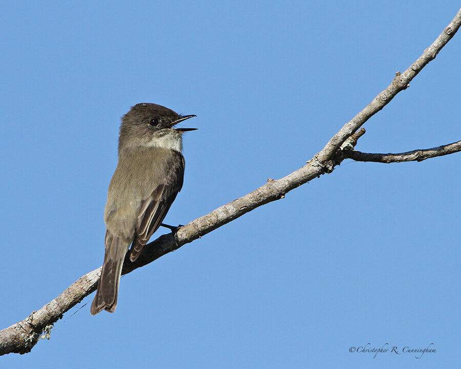 Singing Eastern Phoebe at Anahuac NWR, Texas