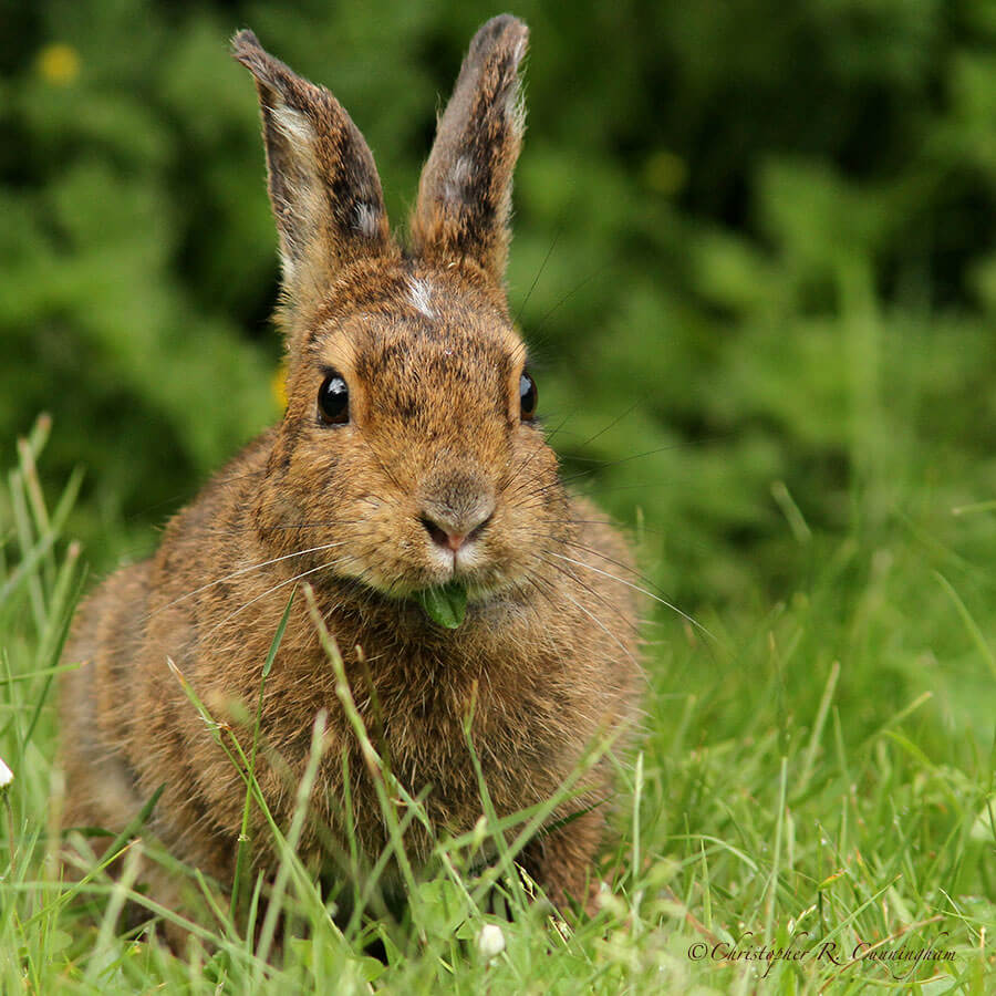 Snowshoe Hare in Summer Colors, Kalaloch, Olympic Peninsula, Washington