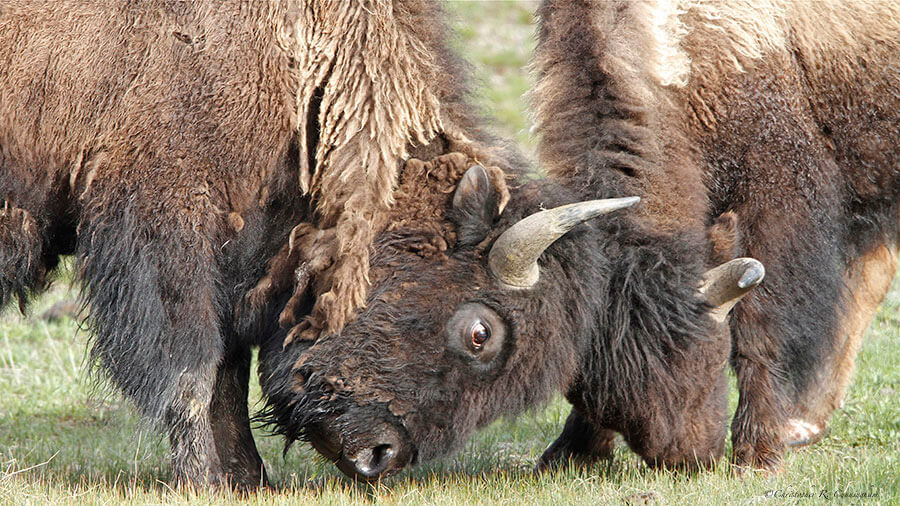 Sparring American Bison at Yellowstone National Park, Wyoming