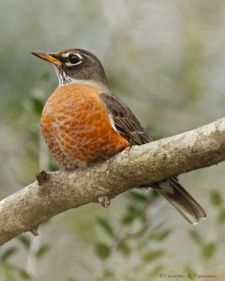 American Robin at the Edith L. Moore Nature Sanctuary, Houston
