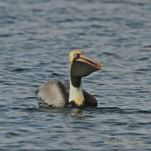 Eastern Brown Pelican with black gular pouch