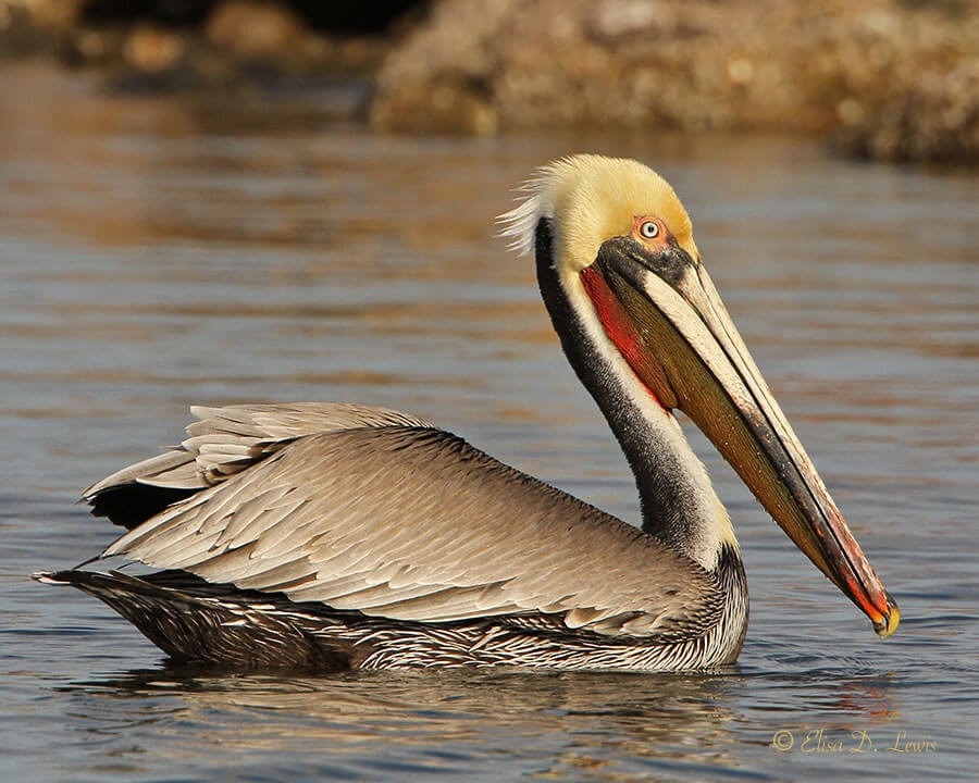 Eastern Brown Pelican with red throat pouch at Offatts Bayou, Galveston Island, Texas.