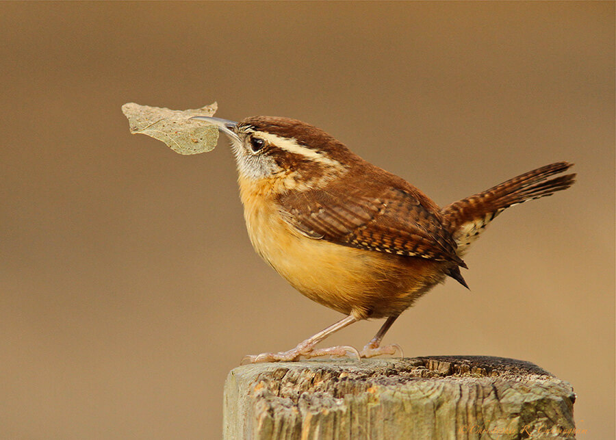 Carolina Wren with nesting materials at the Edith L. Moore Nature Sanctuary, Houston