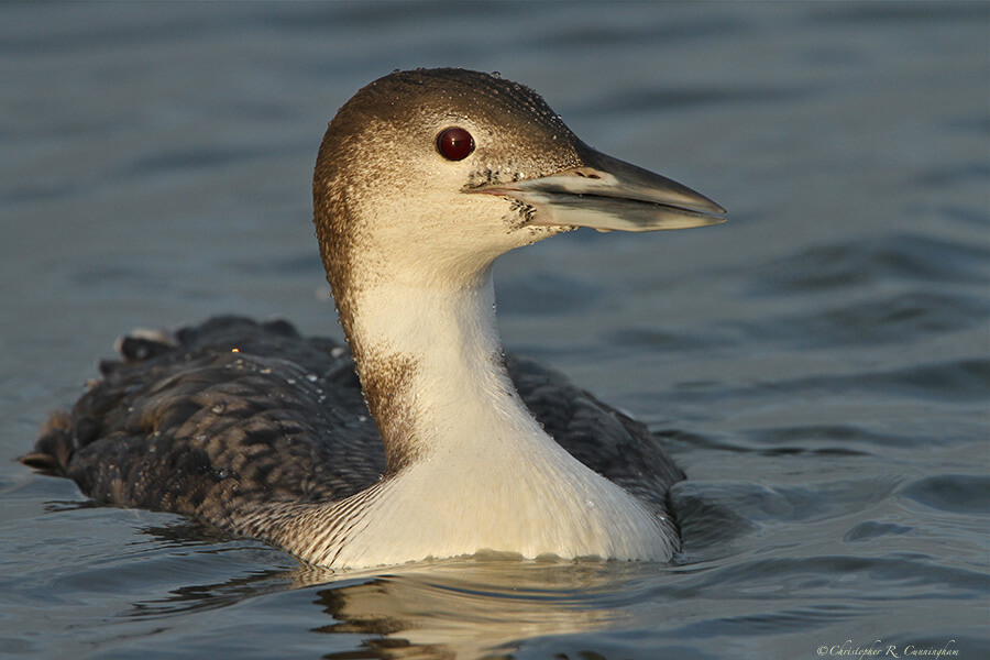 Common Loon in winter plumage, Offatt's Bayou, Galveston Island, Texas