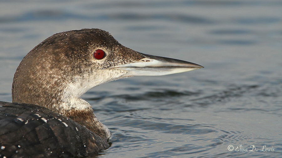 Common Loon in winter plumage head shot