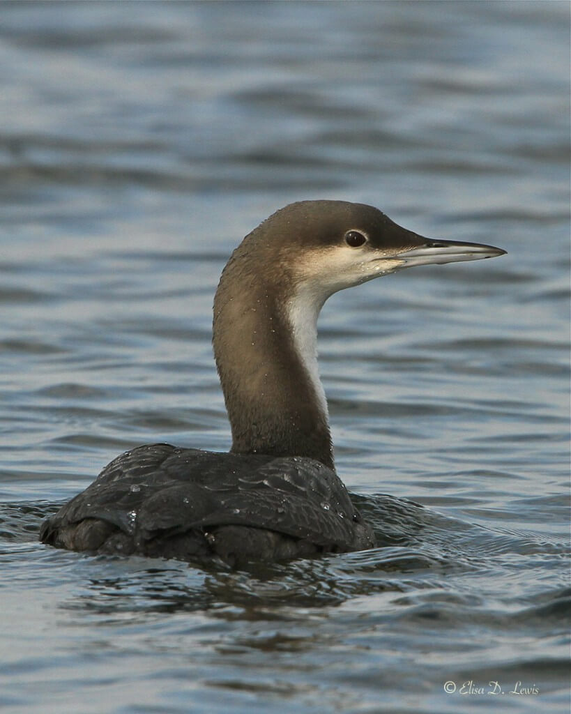 Most likely juvenile Common Loon in winter plumage fishing in Offatt's Bayou, Galveston Island, Texas