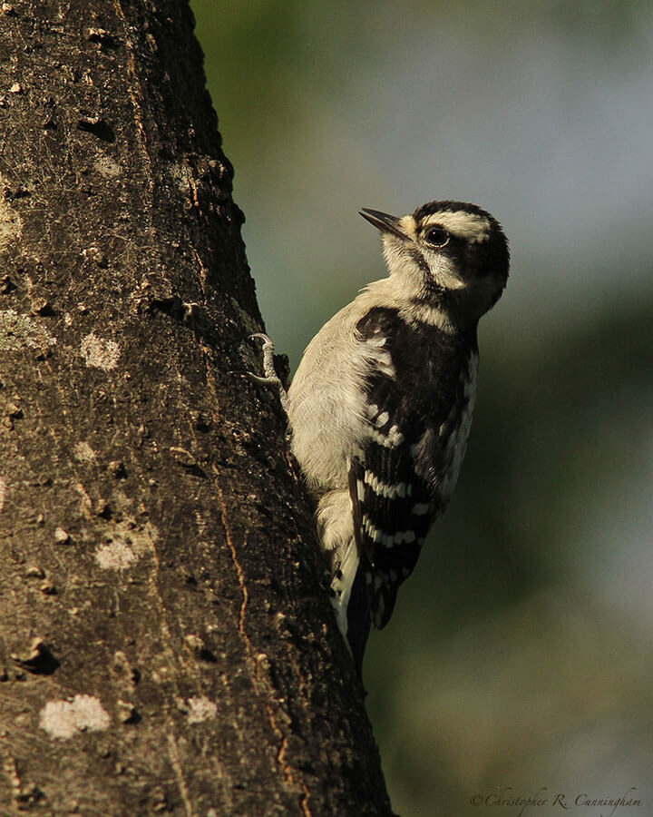Downy Woodpecker at the Edith L Moore Nature Sanctuary, Houston