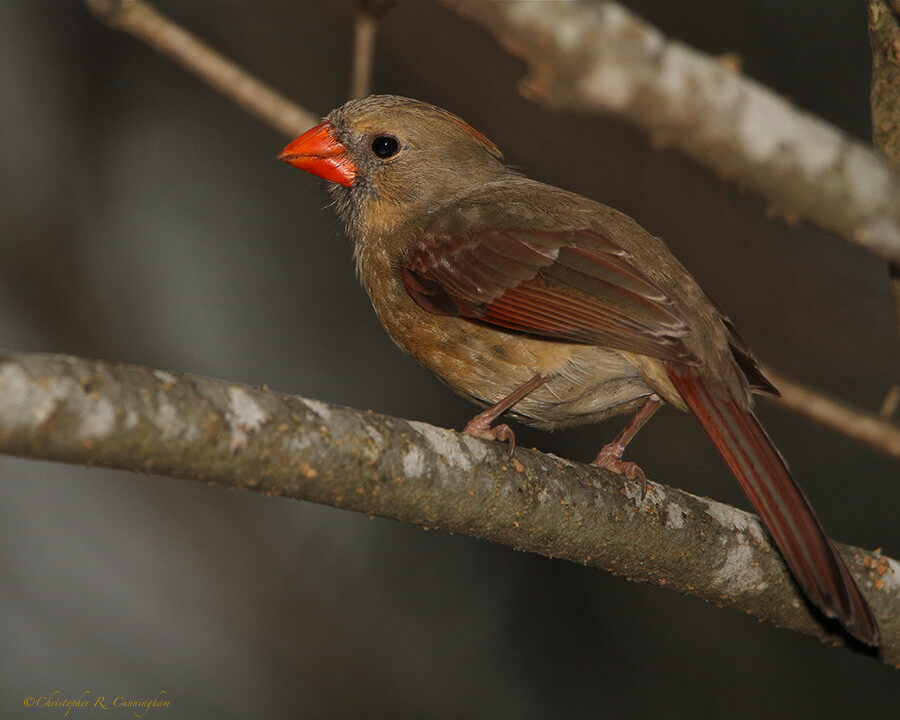 Female Northern Cardinal at the Edith L. Moore Nature Sanctuary, Houston