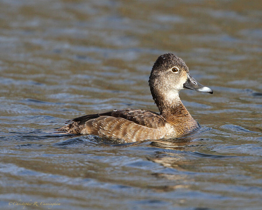Female Ring-necked Duck at Brazos Bend Sate Park, Texas
