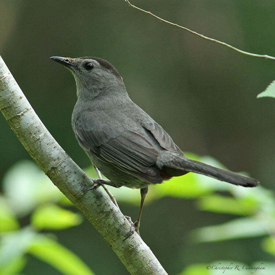 Gray Catbird at the Edith L. Moore Sanctuary, Houston.