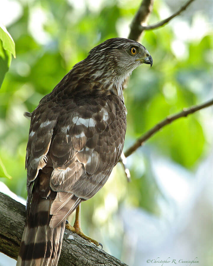 Juvenile Cooper's Hawk at the Edith L. Moore Nature Sanctuary, Houston