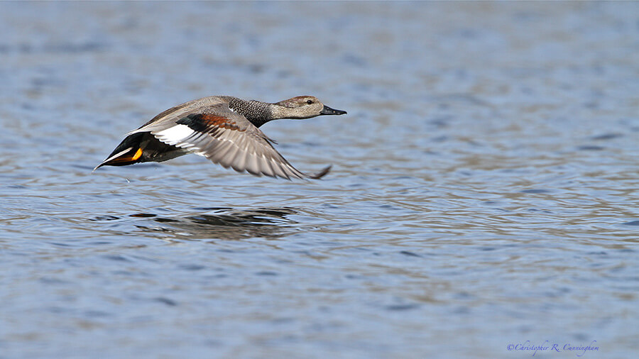 Male Gadwall in flight over Elm Lake, Brazos Bend State Park, Texas
