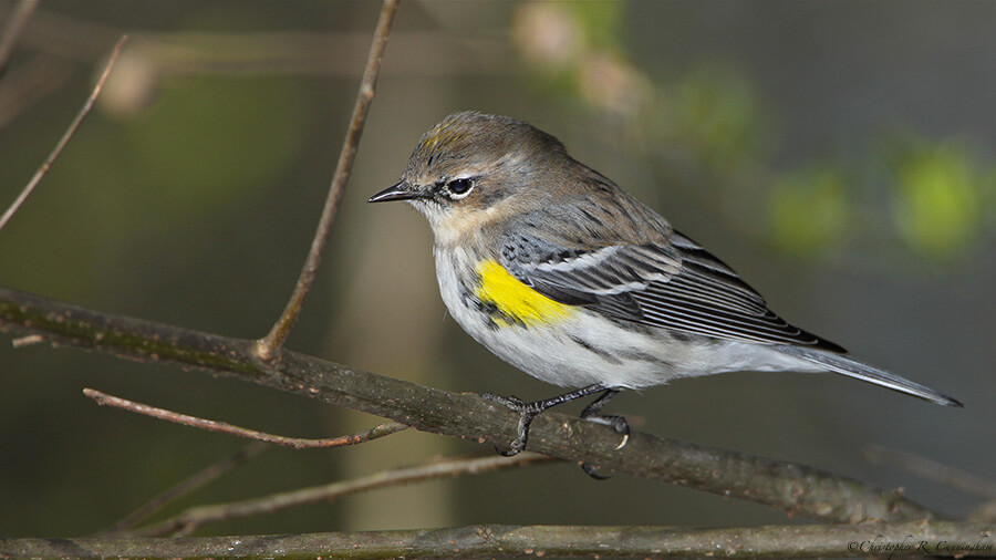 Myrtle Warbler at the Edith L. Moore Nature Sanctuary, Houston