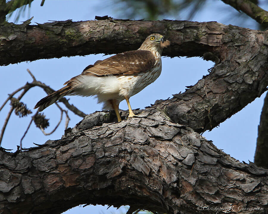 Cooper's Hawk with nesting materials at the Edith L. Moore Nature Sanctuary, Houston