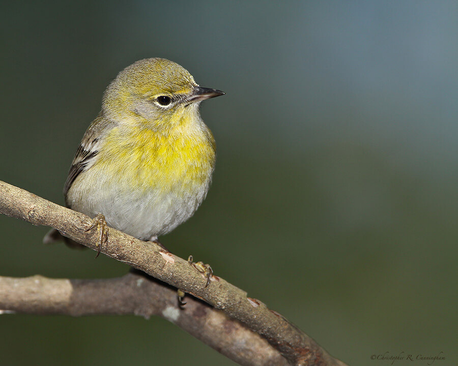 Pine Warbler at the Edith L. Moore Nature Sanctuary, Houston