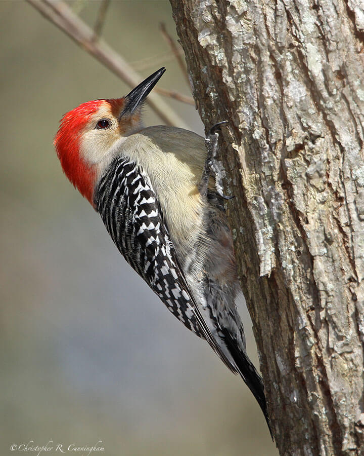 Red-bellied Woodpecker at the Edith L. Moore Nature Sanctuary, Houston, Texas