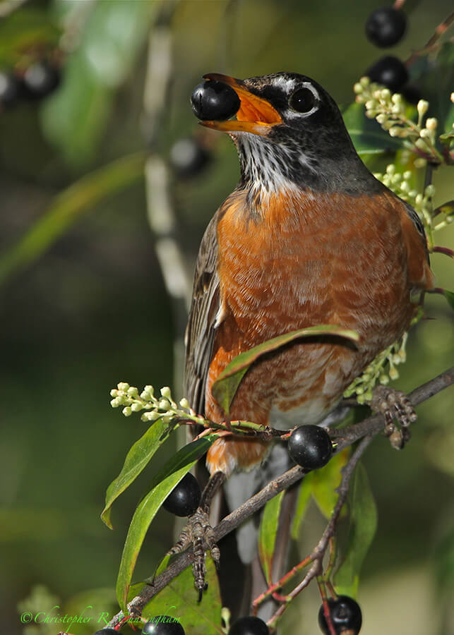 American Robin with Ligustrum Fruit at Edith L. Moore Sanctuary, Houston