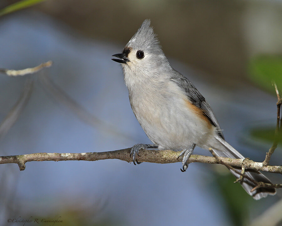 Singing Tufted Titmouse at the Edith L. Moore Sanctuary, Houston.