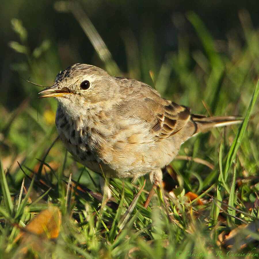 American Pipit with crane fly at Brazos Bend State Park, Texas