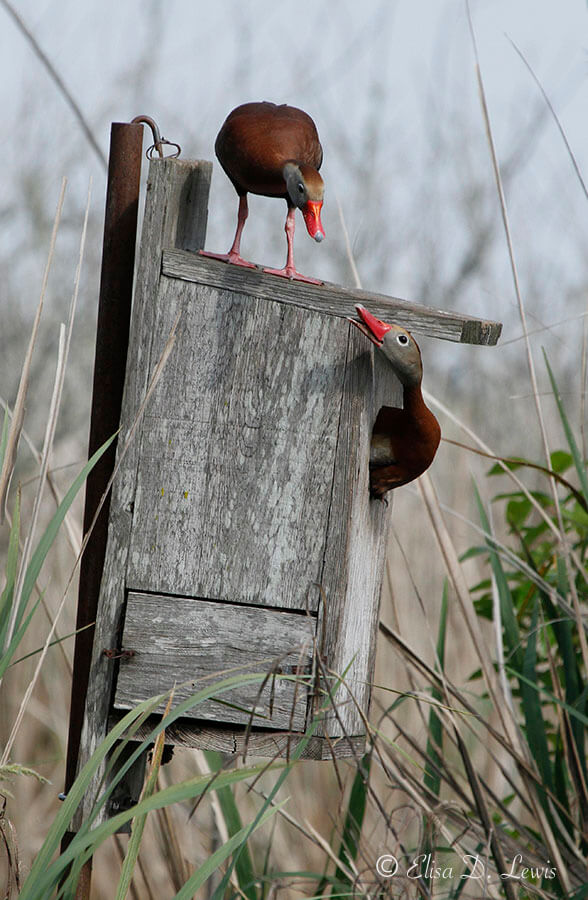 Mated pair of Black-bellied Whistling-Ducks investigating a nest box at Brazos Bend State Park