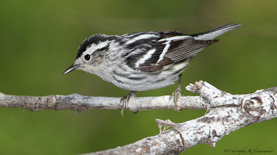 Black and White Warbler at Lafitte's Cove, Galveston Island, Texas