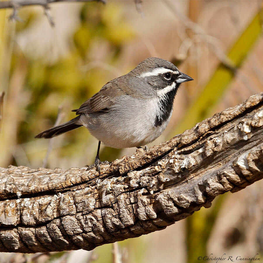 Black-throated Sparrow at Franklin Mountains State Park, West Texas