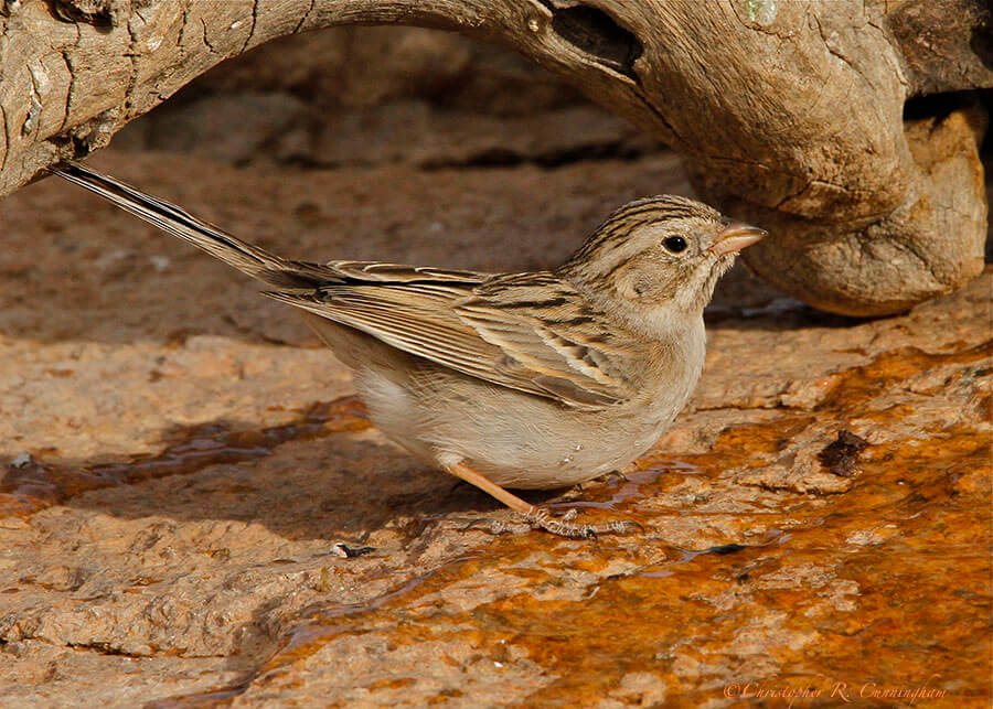 Brewer's Sparrow at Franklin Mountains State Park, West Texas.