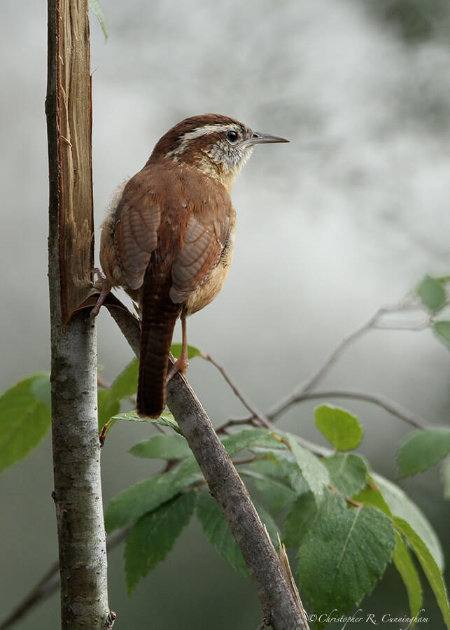 Carolina Wren in the fog at the Edith L. Moore Nature Sanctuary, Houston