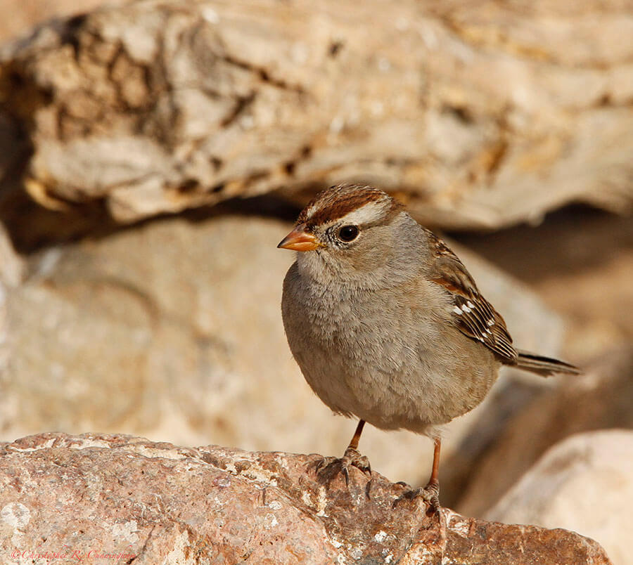 Chipping Sparrow at Franklin Mountains State Park, West Texas.