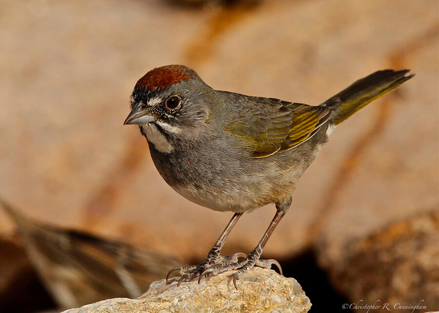Green-tailed Towhee at Franklin Mountains State Park, West Texas